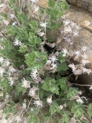 Perityle tenella