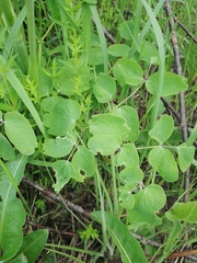 Thalictrum aquilegiifolium