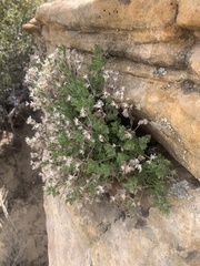 Perityle tenella