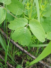 Thalictrum aquilegiifolium