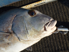 Plectorhinchus caeruleonothus