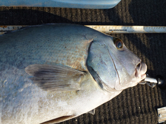 Plectorhinchus caeruleonothus