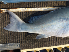 Plectorhinchus caeruleonothus