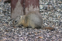 Urocitellus beldingi