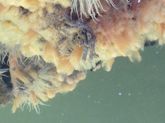 Halichondria bowerbanki