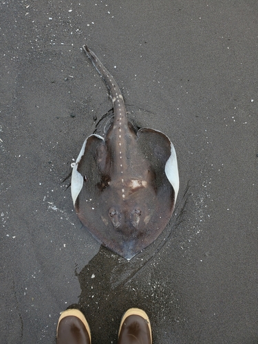 Alaska Skate photographed in Alaska