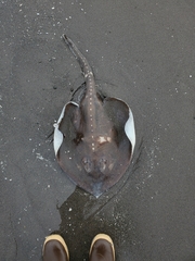 Alaska Skate photo 3