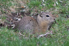 Urocitellus beldingi