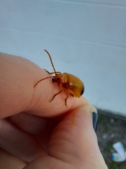 Monocesta coryli