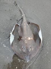 Alaska Skate photo 5