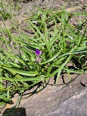 Tradescantia bracteata