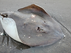 Alaska Skate photo 2