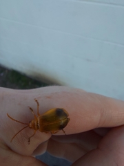 Monocesta coryli