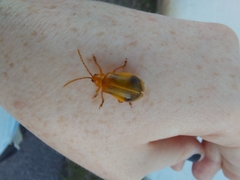 Monocesta coryli