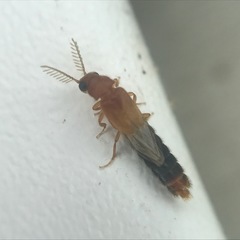 Distremocephalus texanus