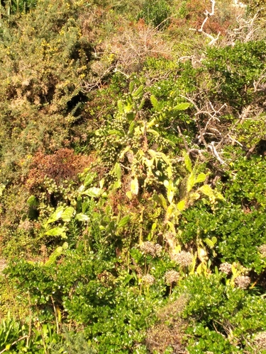 Opuntia monacantha