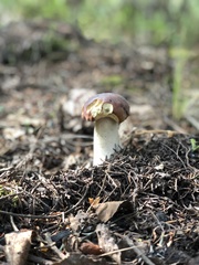 Boletus rubriceps