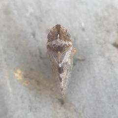 Xerophloea viridis