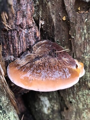 Postia pelliculosa