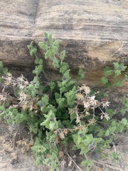 Perityle tenella