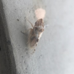 Xerophloea viridis