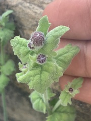Perityle tenella
