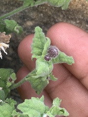 Perityle tenella