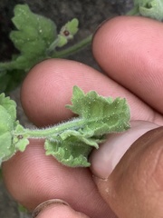 Perityle tenella