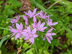 Allium unifolium