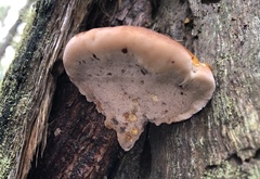 Postia pelliculosa