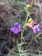 Penstemon heterophyllus australis