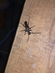 Anthophylax attenuatus