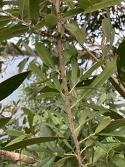 Quercus virginiana