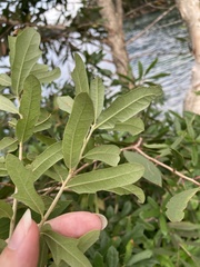 Quercus virginiana