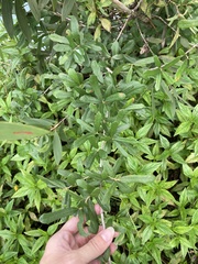 Quercus virginiana