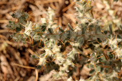Sclerolaena birchii