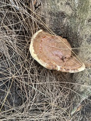 Ganoderma