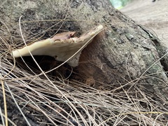Ganoderma
