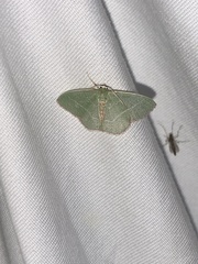 Nemoria rubrifrontaria