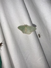 Nemoria rubrifrontaria