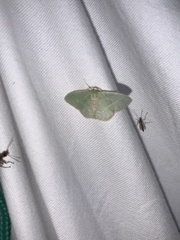 Nemoria rubrifrontaria