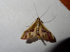 Agathodes ostentalis