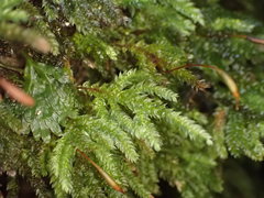 Hypnodendron arcuatum