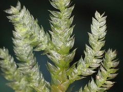 Hypnodendron arcuatum