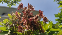 Callerya congestiflora