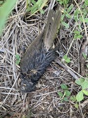 Passeriformes