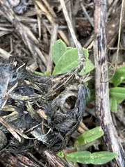 Passeriformes