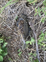 Passeriformes