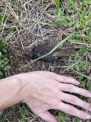 Passeriformes