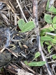 Passeriformes